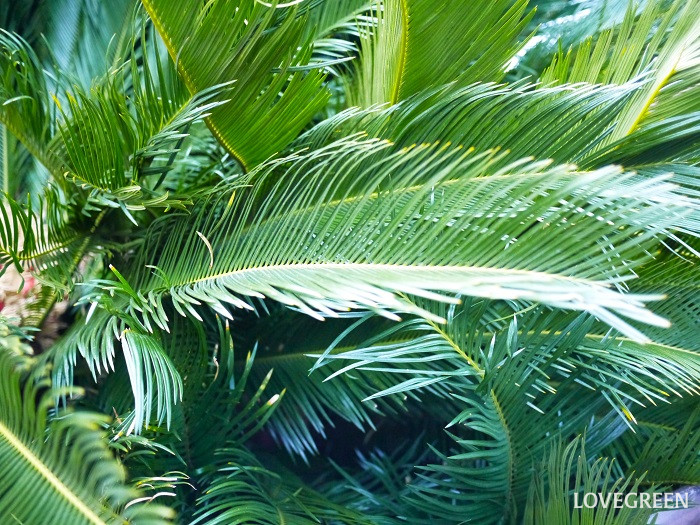 ソテツ（蘇鉄・そてつ）の育て方・栽培方法 | LOVEGREEN(ラブグリーン)