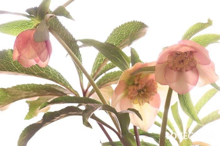 クリスマスローズ