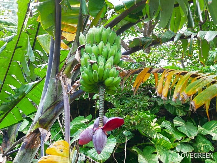 バナナ小 バナナ