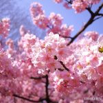 河津桜