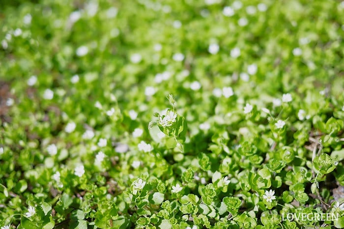 ハコベ|花の時期や特徴、種類と似た花との見分け方 | LOVEGREEN(ラブグリーン)