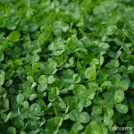 クローバーの種類