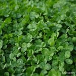 クローバーの種類