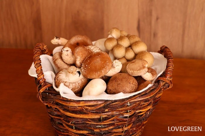 ムーミン谷の料理