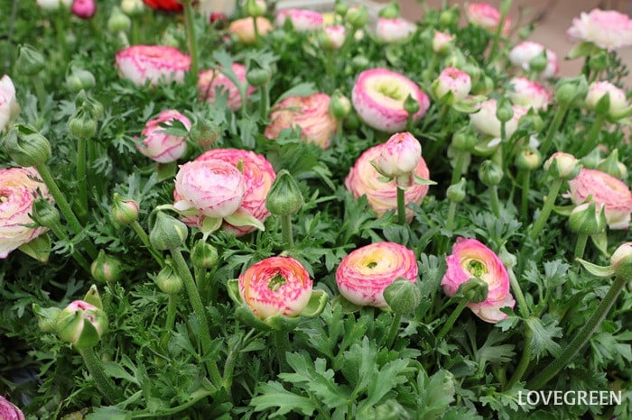 プロトリーフ二子玉川本店　ラナンキュラス