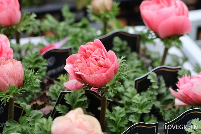 プロトリーフ二子玉川本店　アネモネ