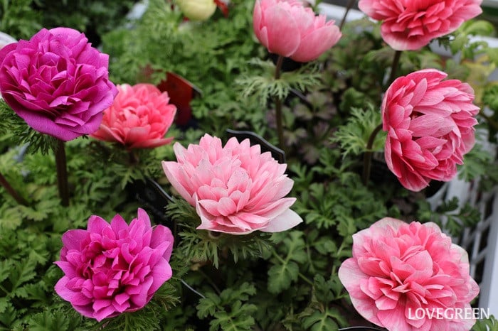 プロトリーフ二子玉川本店　アネモネ