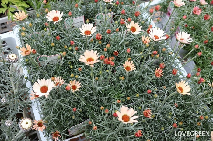 プロトリーフ二子玉川本店　ローダンセマム