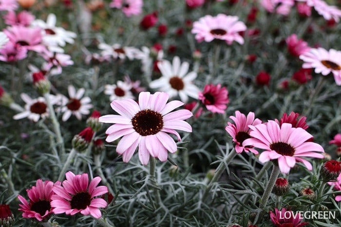 プロトリーフ二子玉川本店　ロ－ダンセマム