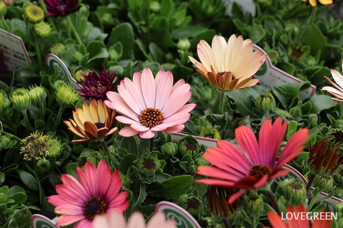 プロトリーフ二子玉川本店