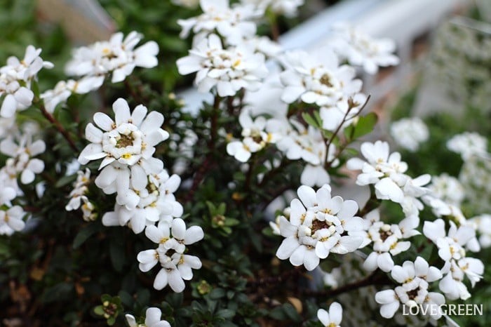 プロトリーフ二子玉川本店　イベリス