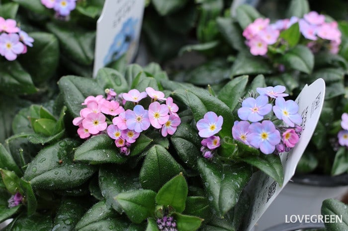 プロトリーフ二子玉川本店　ワスレナグサ