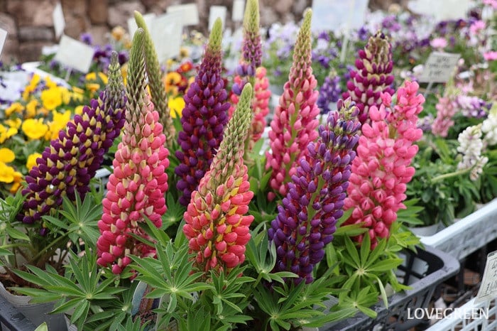 プロトリーフ二子玉川本店　ルピナス