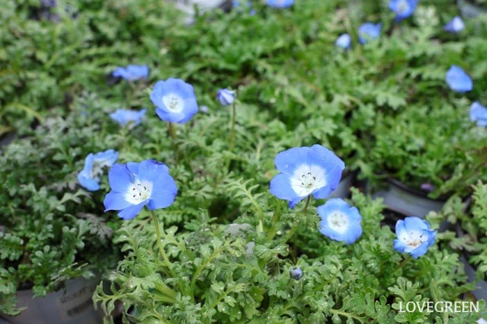 プロトリーフ二子玉川本店　ネモフィラ