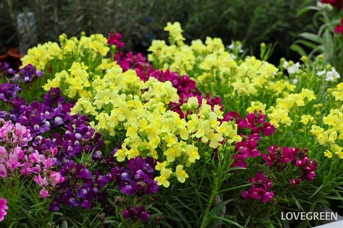 プロトリーフ二子玉川本店　リナリア