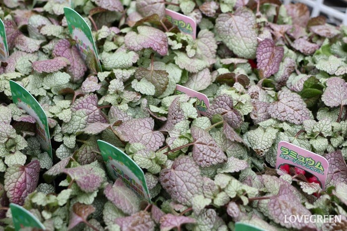 プロトリーフ二子玉川本店　ラミウム