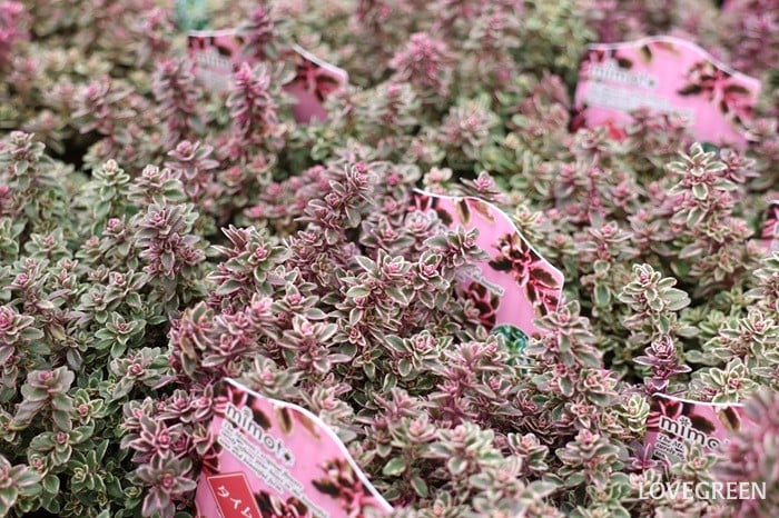 プロトリーフ二子玉川本店　タイム