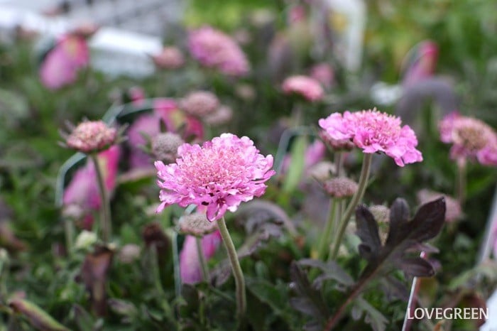 プロトリーフ二子玉川本店　スカビオサ