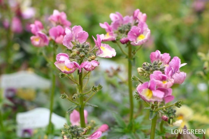 プロトリーフ二子玉川本店　ネメシア