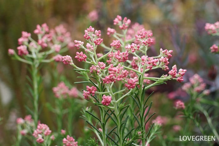 プロトリーフ二子玉川本店　ライスフラワー