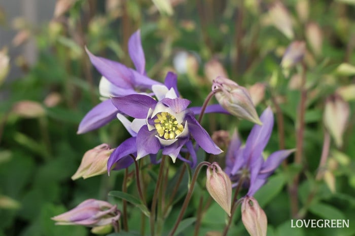 プロトリーフ二子玉川本店　セイヨウオダマキ