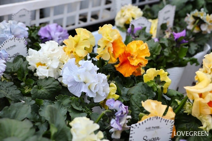 プロトリーフ二子玉川本店　パンジー