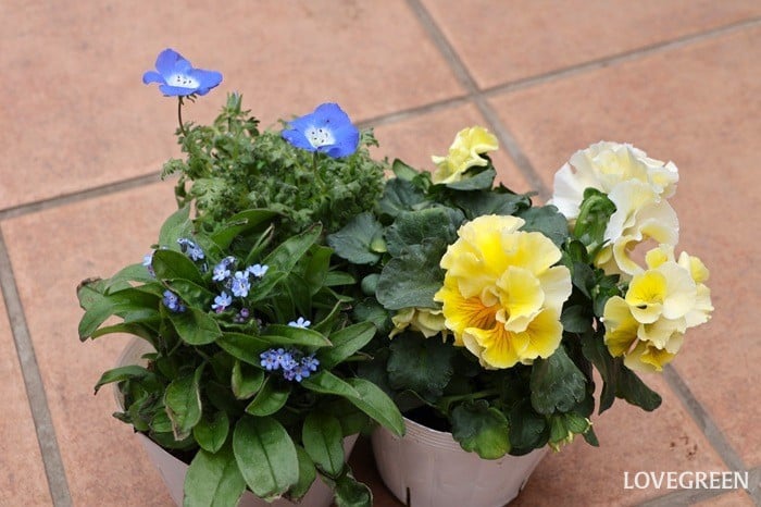 プロトリーフ二子玉川本店