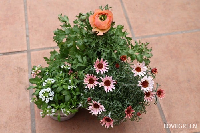 プロトリーフ二子玉川本店