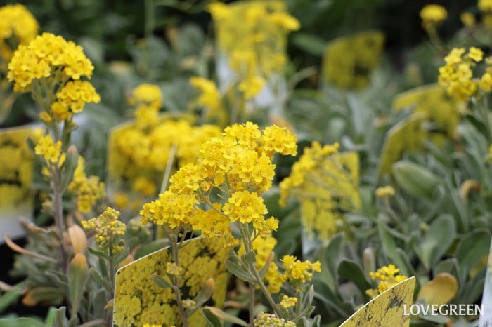 プロトリーフ二子玉川本店　アリッサム