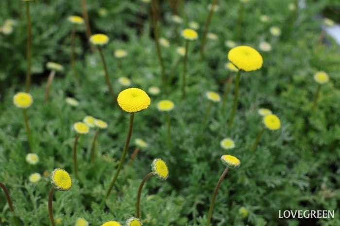 プロトリーフ二子玉川本店　コツラ