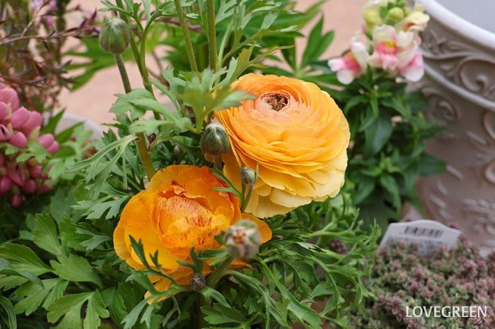 プロトリーフ二子玉川本店