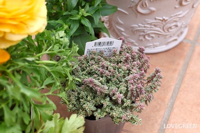 プロトリーフ二子玉川本店