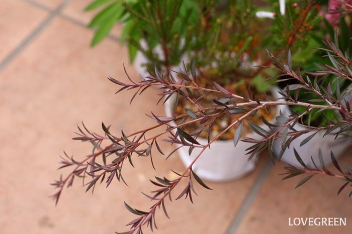 プロトリーフ二子玉川本店