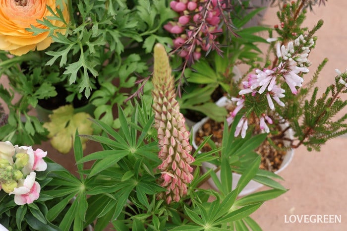 プロトリーフ二子玉川本店