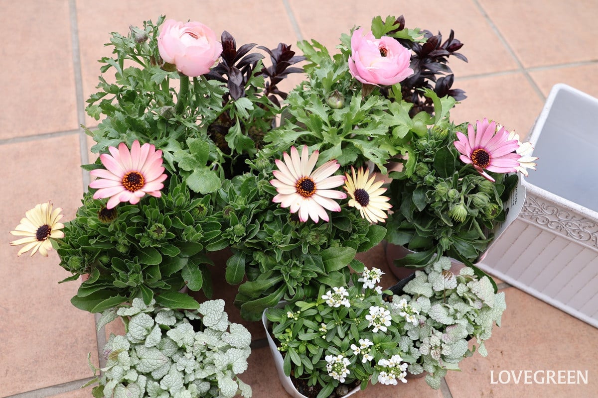 プロトリーフ二子玉川本店