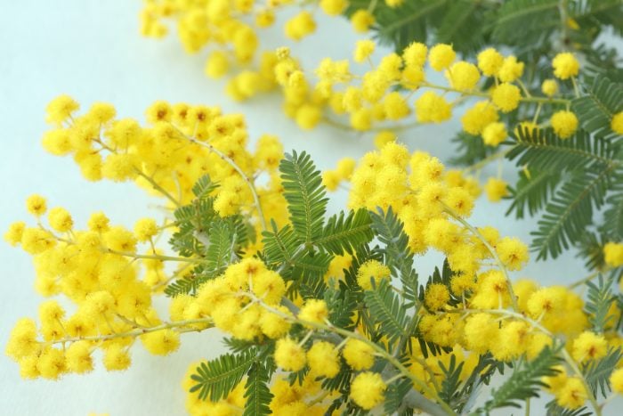 Canva画像　ミモザ