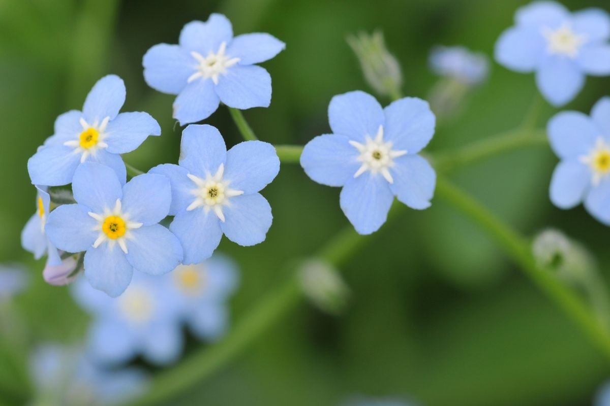 春の庭を彩るワスレナグサ｜育て方から素敵な飾り方のアイデアまで