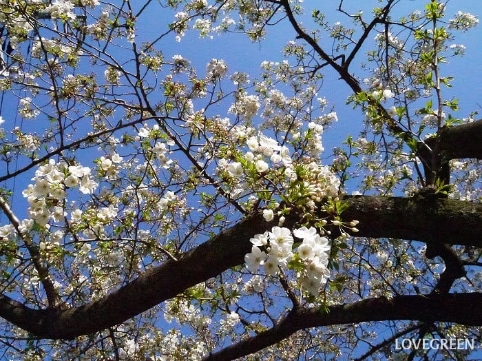 セイヨウミザクラ