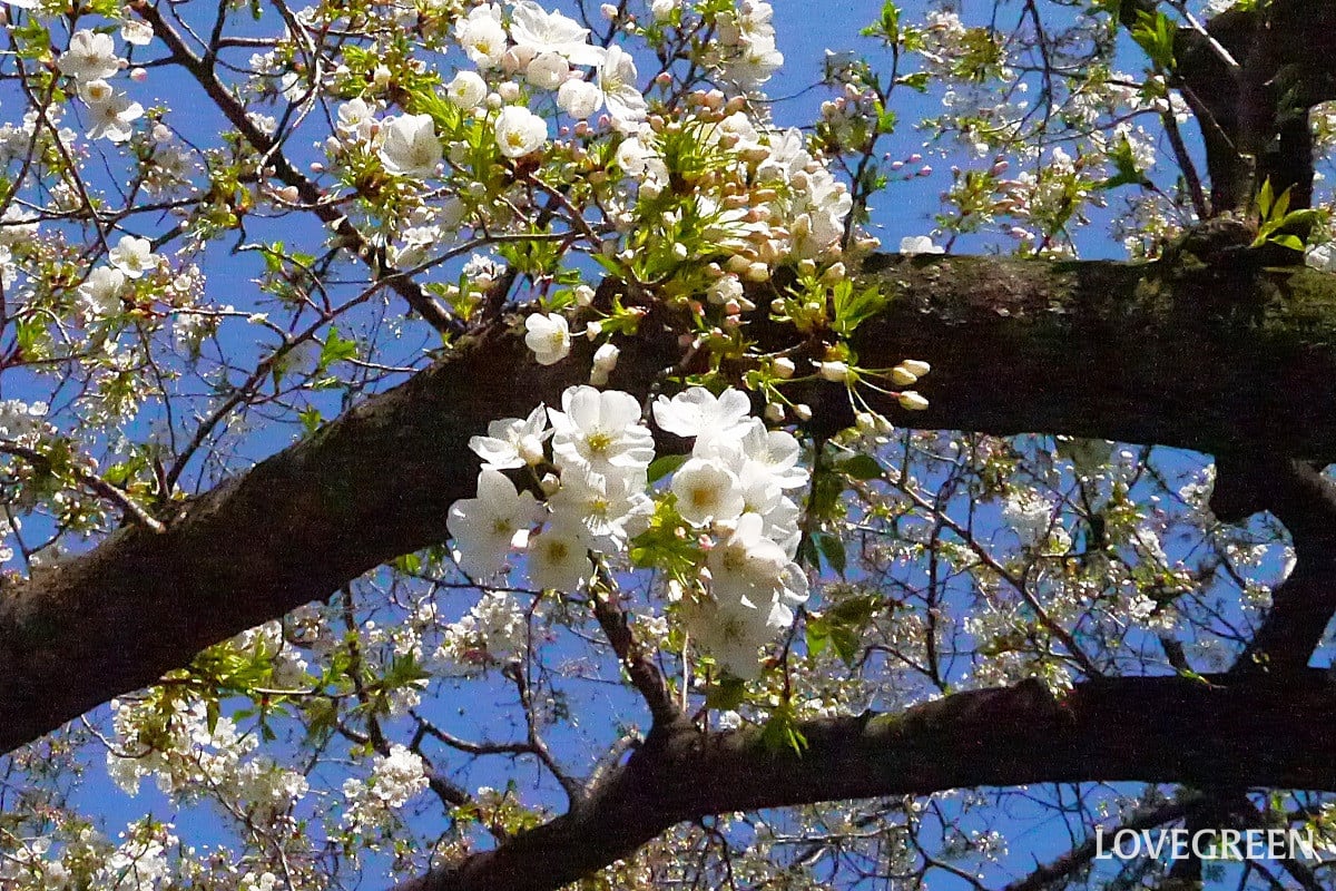 さくらんぼと桜の関係|さくらんぼがなる桜の種類を紹介
