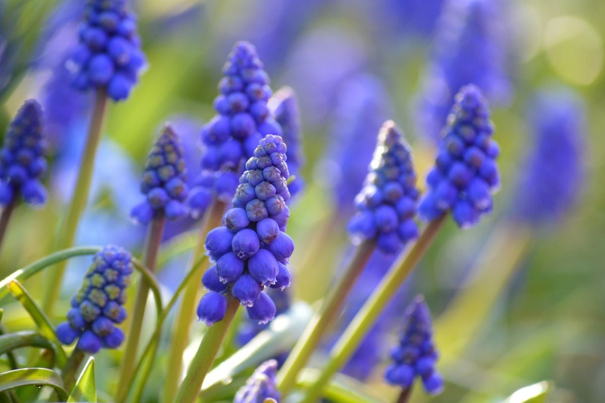 春を告げる可憐なムスカリ｜育て方と素敵に見せる飾り方