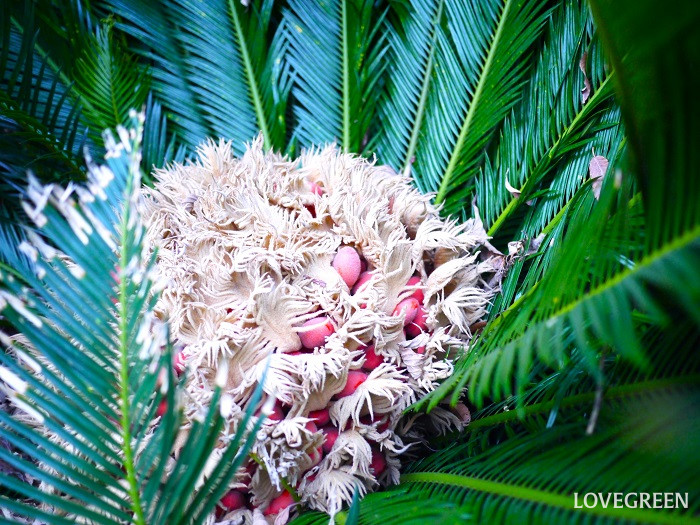 ソテツ2小 ソテツ