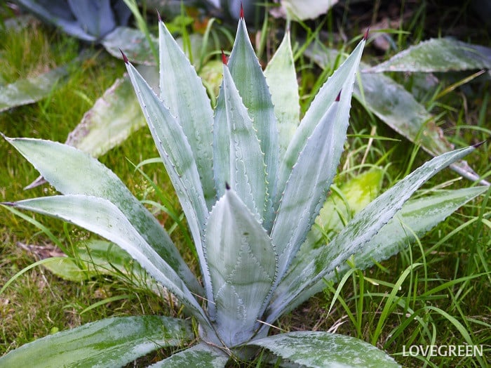 アガベ(リュウゼツラン)の育て方・栽培方法 | LOVEGREEN(ラブグリーン)
