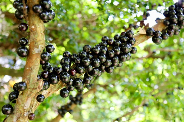 ジャポチカバ AdobeStock ジャポチカバ AdobeStock