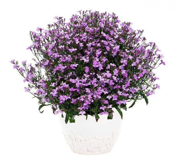 ロベリア スカイフォール ライラックミスト_草姿