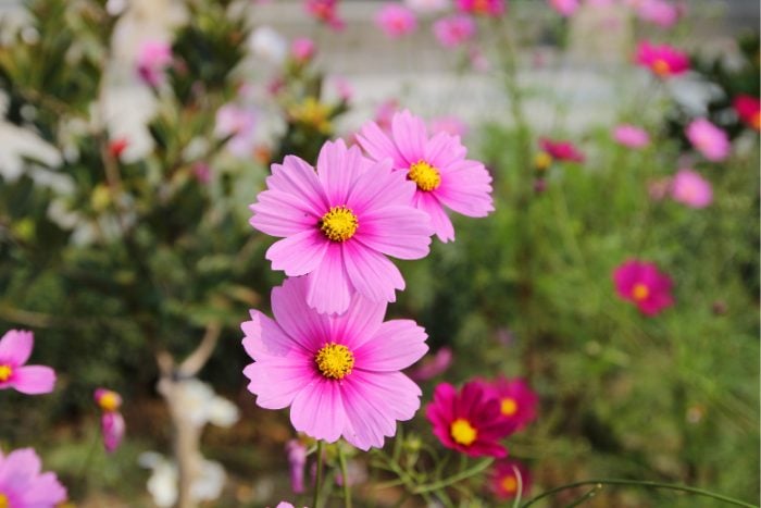 Canva画像　コスモス