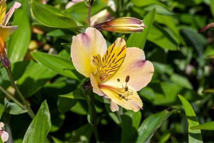 Canva画像　アリストロメリア