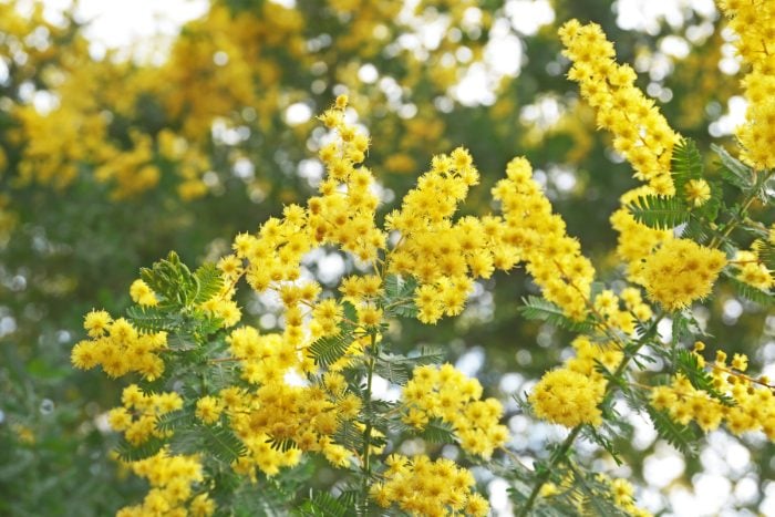 Canva画像　ミモザ