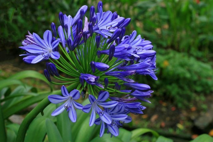 Canva画像　アガパンサス