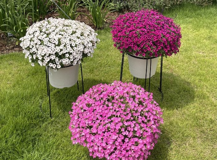 サフィニアプチ