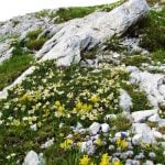 Canva画像 よもやま話